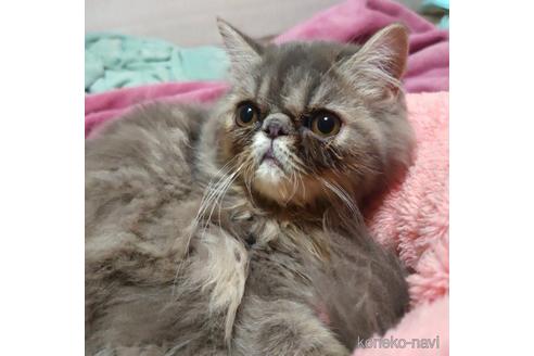 販売中の愛知県のエキゾチックショートヘア-48565