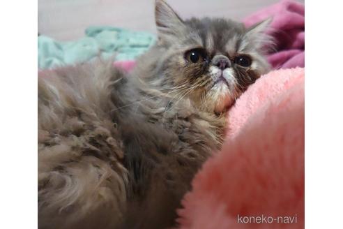 成約済の愛知県のエキゾチックショートヘア-48565の3枚目