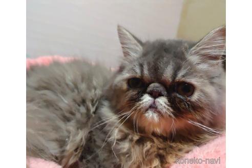 成約済の愛知県のエキゾチックショートヘア-48565の2枚目