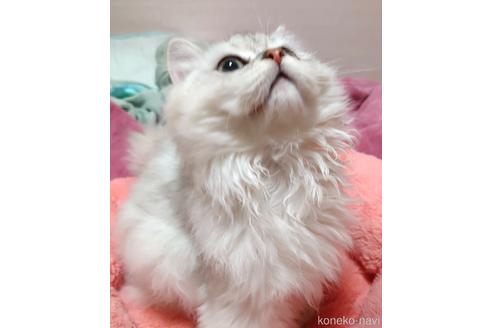 成約済の愛知県のペルシャ(チンチラ)-44290の5枚目