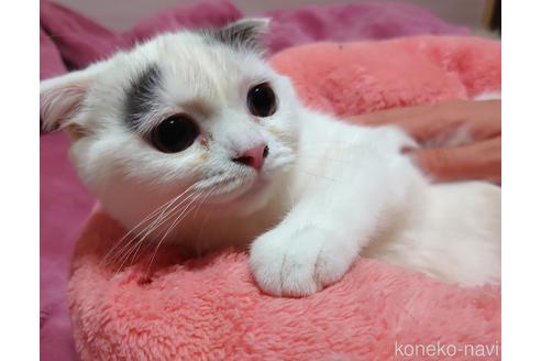 成約済の愛知県のスコティッシュフォールド-48020の3枚目