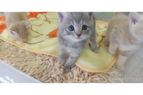 成約済の愛知県のマンチカン-46556の3枚目