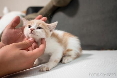 成約済の大阪府のマンチカン-48585の2枚目