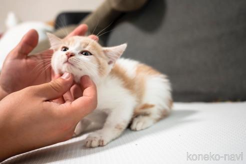 成約済の大阪府のマンチカン-48585の4枚目