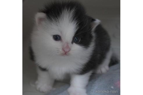 成約済の茨城県のノルウェージャンフォレストキャット-48599の1枚目