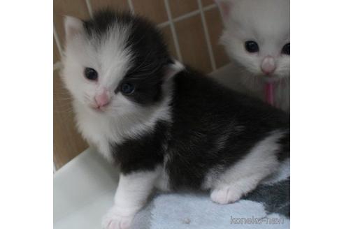 成約済の茨城県のノルウェージャンフォレストキャット-48599の3枚目