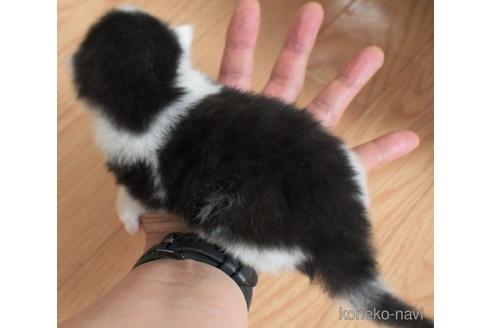 成約済の茨城県のノルウェージャンフォレストキャット-48599の2枚目