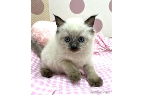 販売中の広島県のラグドール-47055