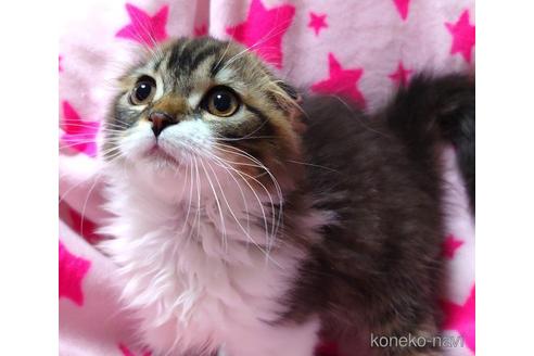 成約済の愛知県のスコティッシュフォールド(折れ耳)-48665の1枚目