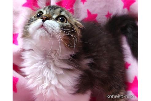 成約済の愛知県のスコティッシュフォールド(折れ耳)-48665の5枚目