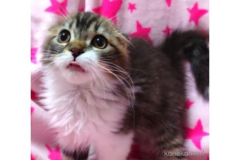 成約済の愛知県のスコティッシュフォールド(折れ耳)-48665の2枚目
