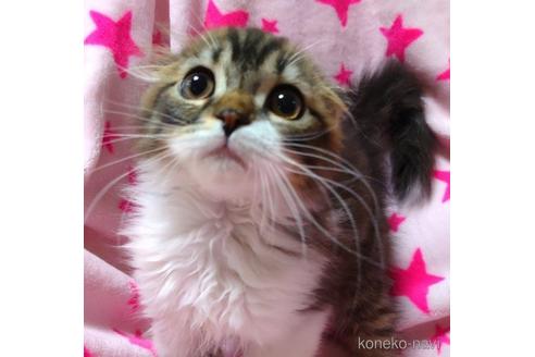 成約済の愛知県のスコティッシュフォールド(折れ耳)-48665の3枚目