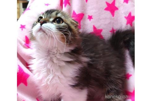 成約済の愛知県のスコティッシュフォールド(折れ耳)-48665の4枚目