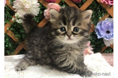 販売中の長野県のミヌエット-48674