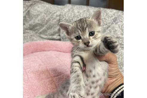 販売中の岐阜県のエジプシャンマウ-48696