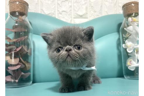 販売中の岐阜県のエキゾチックショートヘア-47859