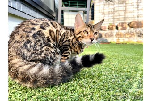 成約済の愛媛県のベンガル-43685の8枚目