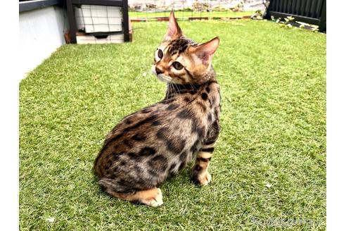 成約済の愛媛県のベンガル-42999の2枚目