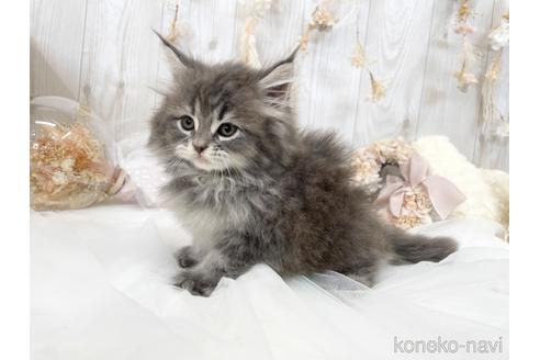 成約済の大阪府のサイベリアン-46745の2枚目