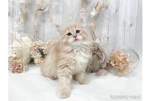 成約済の大阪府のサイベリアン-45891の1枚目