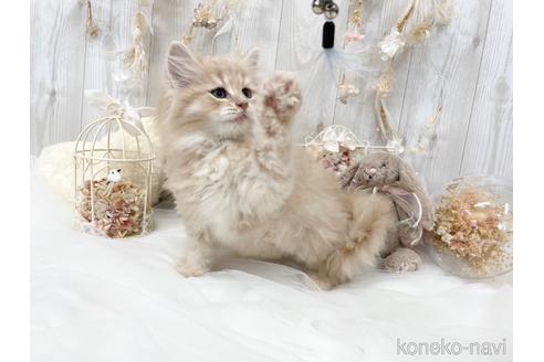 成約済の大阪府のサイベリアン-45891の2枚目