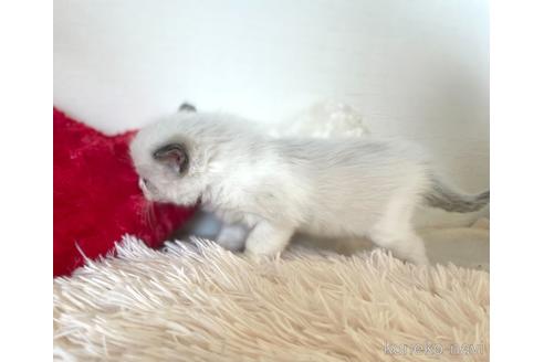 成約済の東京都のラグドール-48887の3枚目