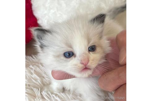 成約済の東京都のラグドール-48887の2枚目