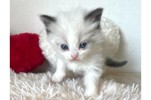 成約済の東京都のラグドール-48887の4枚目