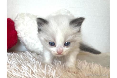 成約済の東京都のラグドール-48887の1枚目