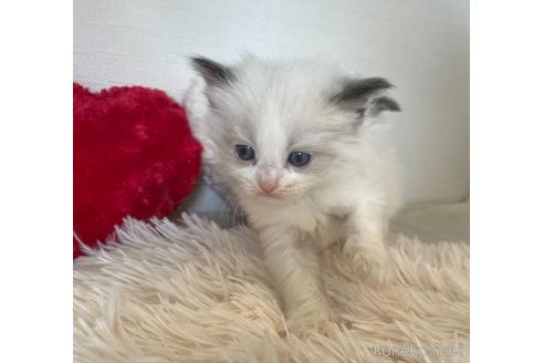 成約済の東京都のラグドール-48887の5枚目