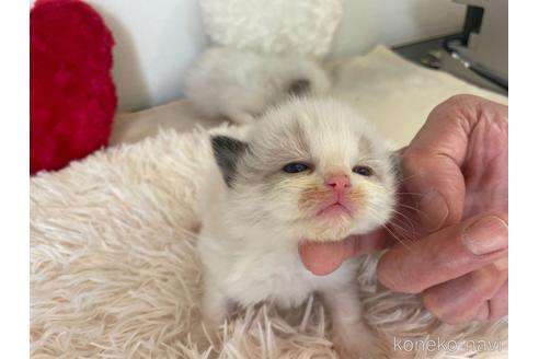 成約済の東京都のラグドール-48887の6枚目