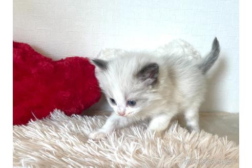 成約済の東京都のラグドール-48887の7枚目