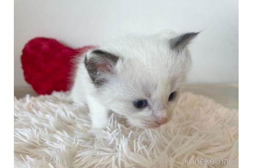 成約済の東京都のラグドール-48888の3枚目