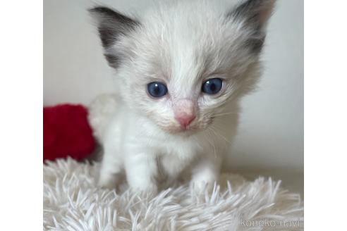 成約済の東京都のラグドール-48889の1枚目