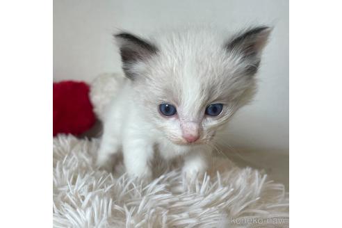 成約済の東京都のラグドール-48889の3枚目