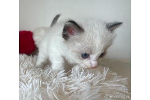 成約済の東京都のラグドール-48889の2枚目