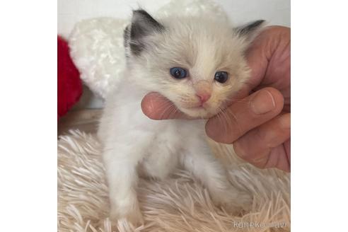 成約済の東京都のラグドール-48889の4枚目