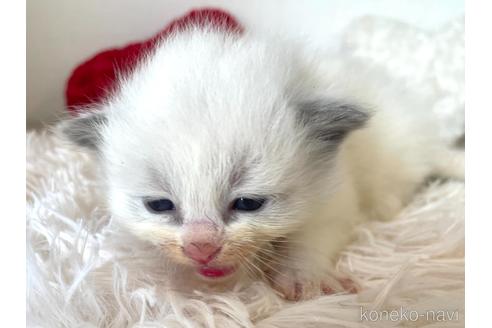 成約済の東京都のラグドール-48900の3枚目