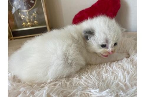 成約済の東京都のラグドール-48900の4枚目