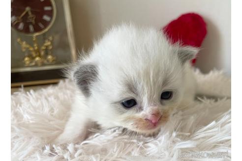 成約済の東京都のラグドール-48900の1枚目