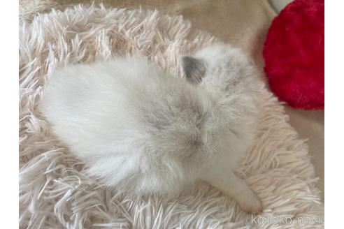 成約済の東京都のラグドール-48900の2枚目