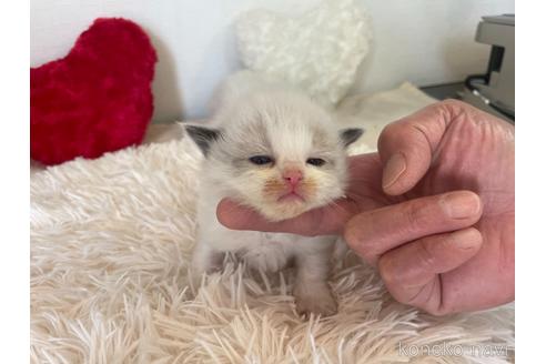 成約済の東京都のラグドール-48901の2枚目