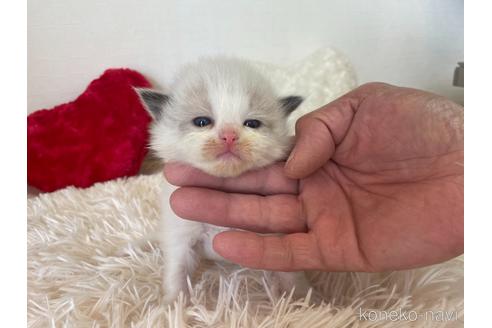 成約済の東京都のラグドール-48901の1枚目