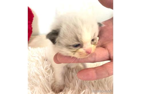 成約済の東京都のラグドール-48902の4枚目