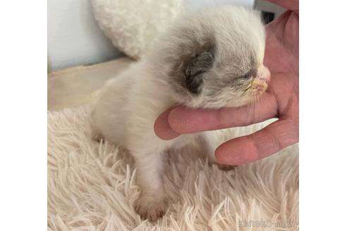 成約済の東京都のラグドール-48902の3枚目