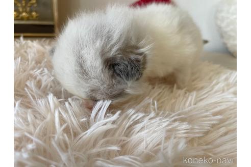 成約済の東京都のラグドール-48902の5枚目