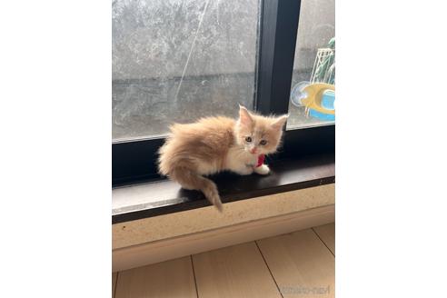 販売中の兵庫県のメインクーン-47093