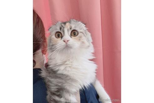販売中の広島県のスコティッシュフォールド(折れ耳)-48909