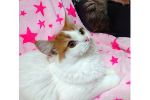 成約済の愛知県のスコティッシュフォールド-46241の1枚目