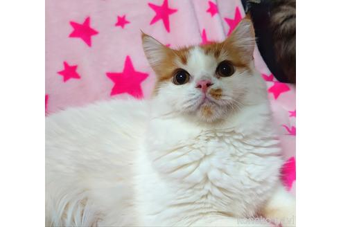 成約済の愛知県のスコティッシュフォールド-46241の5枚目